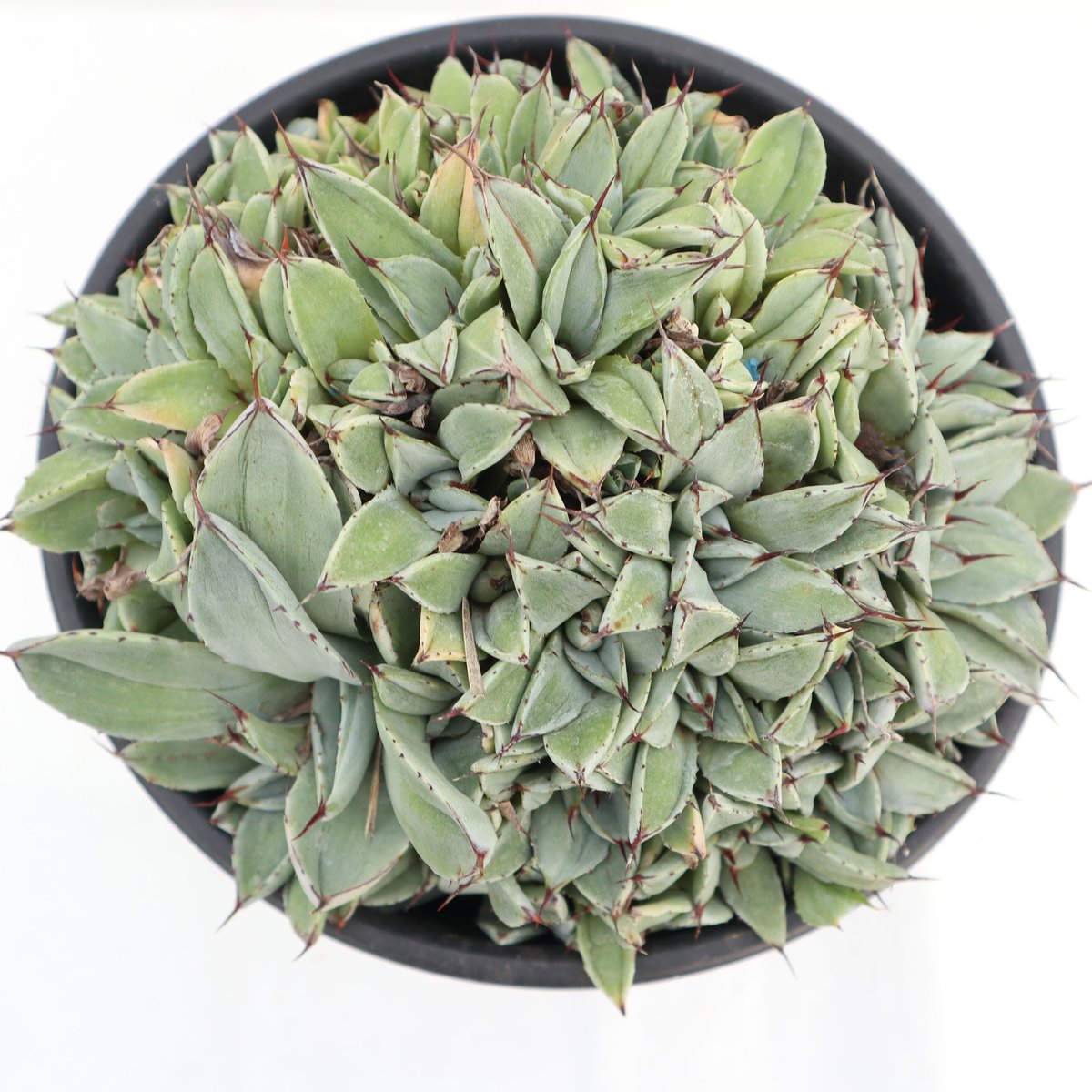 Agave parryi 'Bed of Nails' | mana's farm:塊根植
