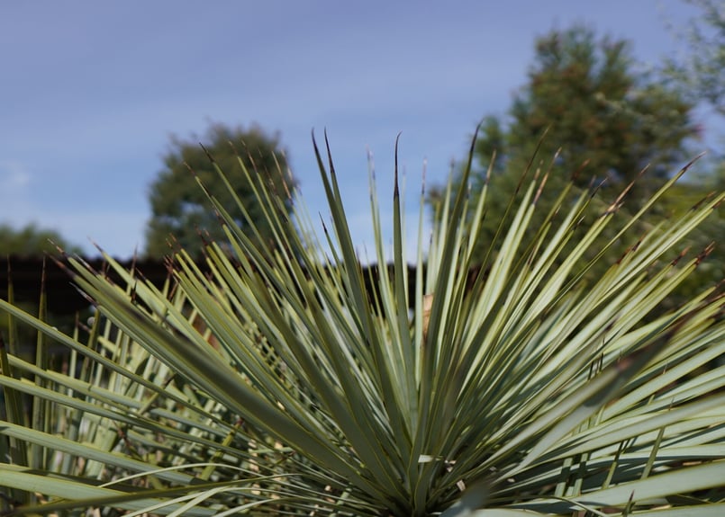 ユッカ ロストラータ ヒドラ yucca rostrata NO.2 | mana's gre ユッカ ロストラータ ヒドラ yucca rostrata NO.2 | mana's gre