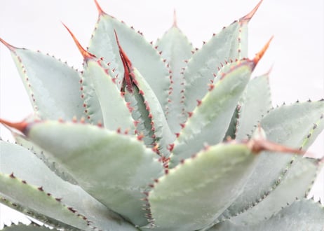 Agave　pygmaea 　Dragon Toes