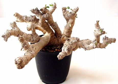 オトンナ クラビフォリア Othonna clavifolia 大株