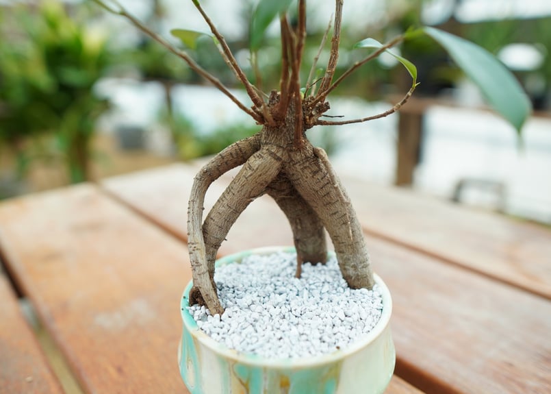 ガジュマル27 ガジュマル?