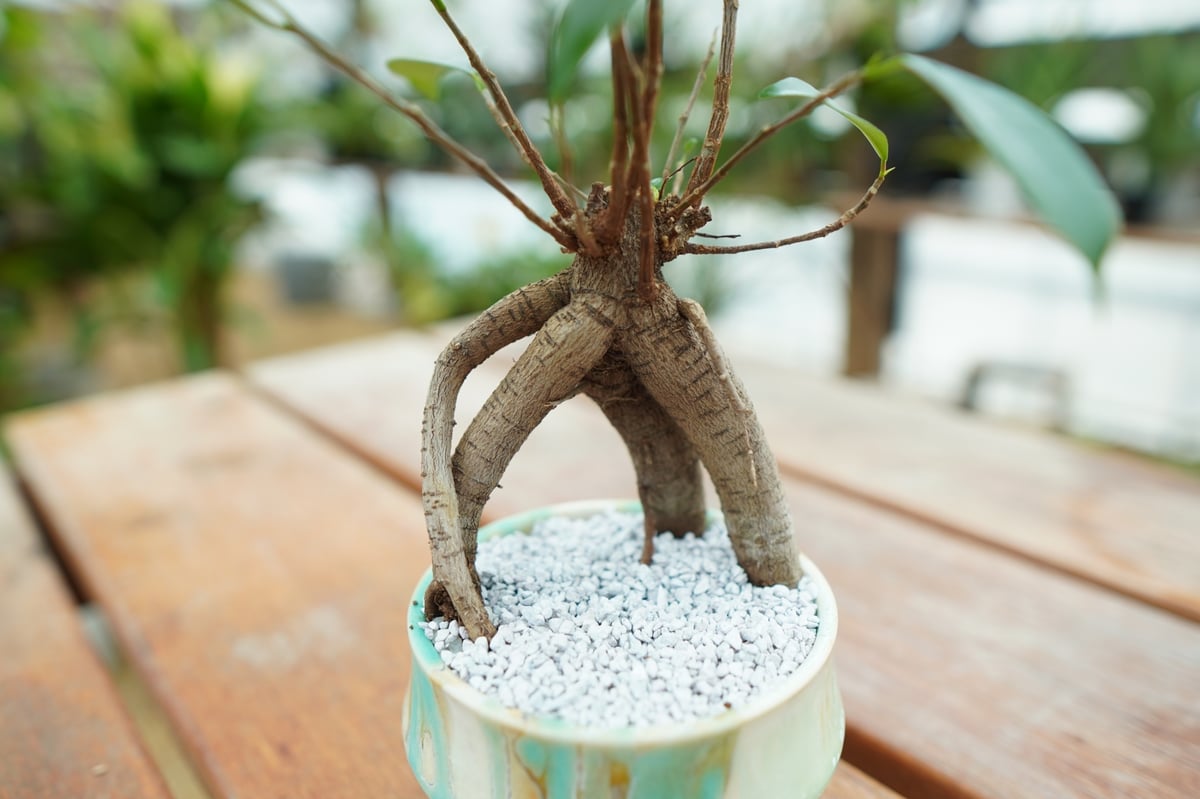 ガジュマル No.2 | mana's farm:塊根植物・アガベ・ドライガーデン植物