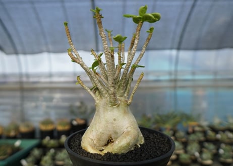 アデニウム　Adenium　No.8