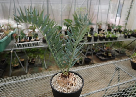 エンセファラルトス　 ホリダス　Encephalartos horridus　 NO.2