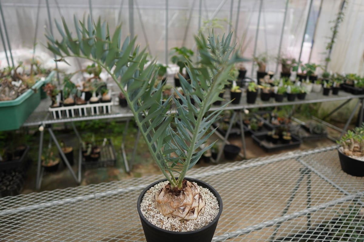 エンセファラルトス ホリダス Encephalartos horridus NO.2 | エンセファラルトス ホリダス Encephalartos horridus NO.2 |