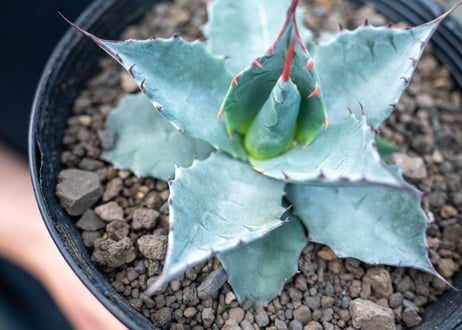 アガベ　パラサナ　”トライアンファント”　agave parrasana "triumphant"