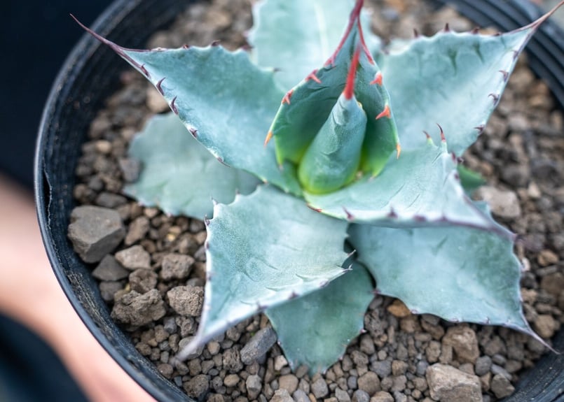 アガベ パラサナ ”トライアンファント” agave parrasana 