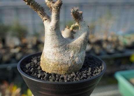 パキポディウム マカイエンセ　Pachypodium makayense　No.3