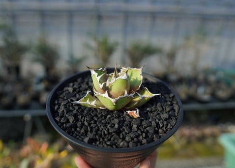 アガベ チタノタ シーザー agave titanota caesar