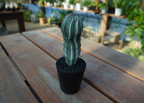 ユーフォルビア　ホリダ　スノーフレーク　Euphorbia horrida "Snowflake"