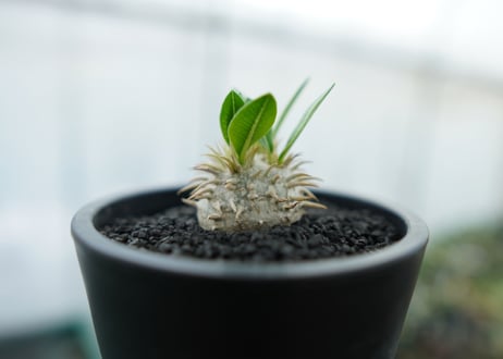 パキポディウム　恵比寿笑い　Pachypodium brevicaule　No.10