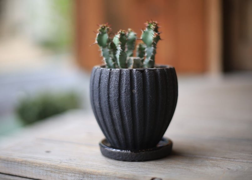 ユーフォルビア SP Euphorbia sp | mana's farm:塊根植物・アガベ・