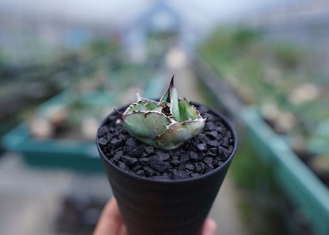 アガベ　チタノタ　 ブラックアンドブルー 　Agave titanota black and blue　No.4
