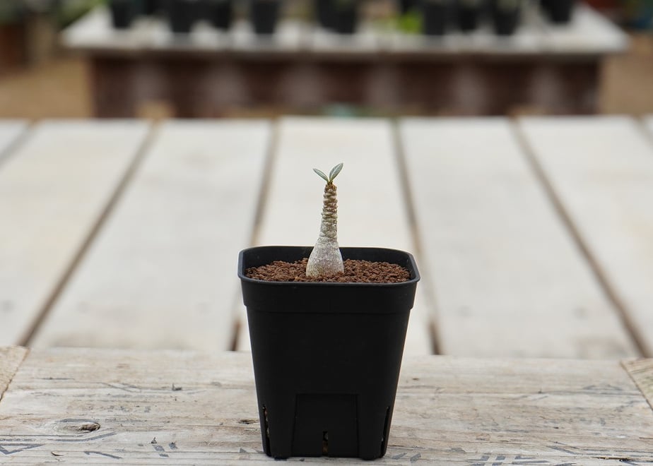 6a45e782f65f80660af4e86d