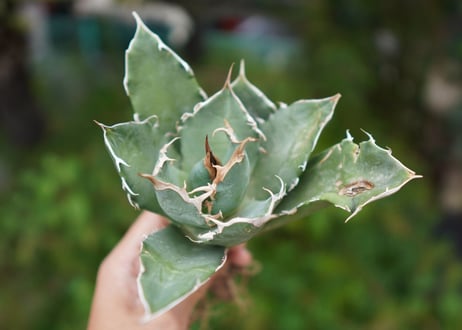 Agave titanota 白鯨 B NO.1