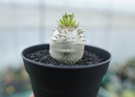 パキポディウム　恵比寿大黒　Pachypodium Densicaule　No.5