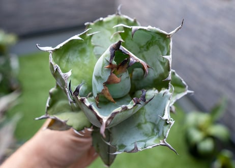 Agave B&B  №4