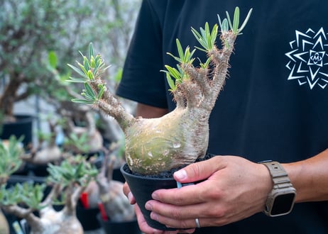パキポディウム　グラキリス　 Pachypodium Gracilius　No.1