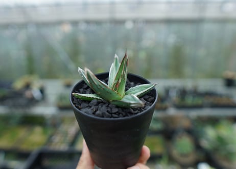 アガベ　ニッケルシー 　Agave nickelsiae