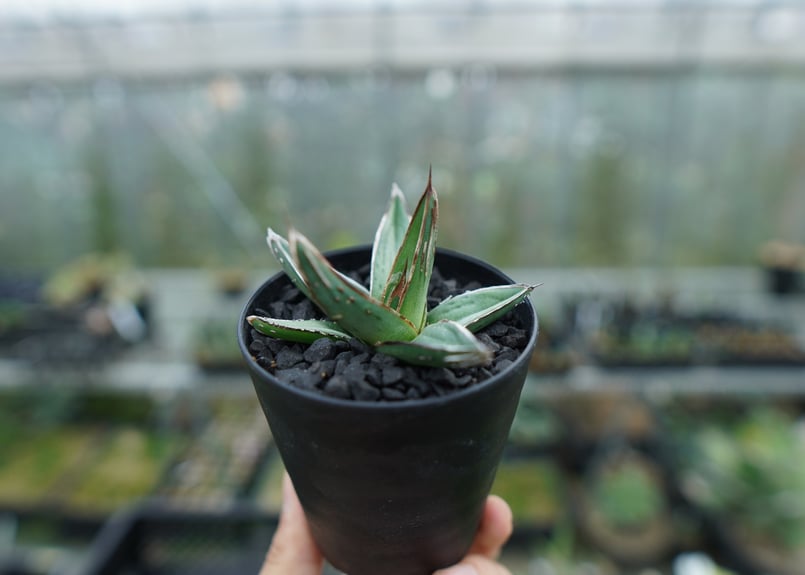 アガベ 　ニッケルシー　大株 アガベ ・ニッケルシー の育て方・栽培方法