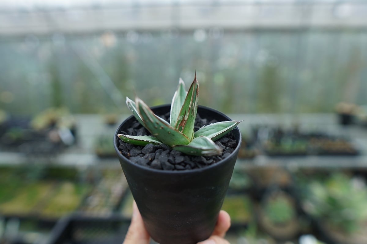 アガベ ニッケルシー Agave nickelsiae | mana's farm:塊根植物