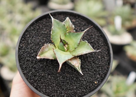 Agave titanota hades No.3