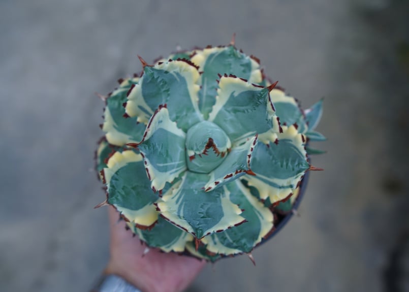 カニアタマ アガベ 兜蟹錦 連棘 Agave isthmensis “Kabutogani” varieg