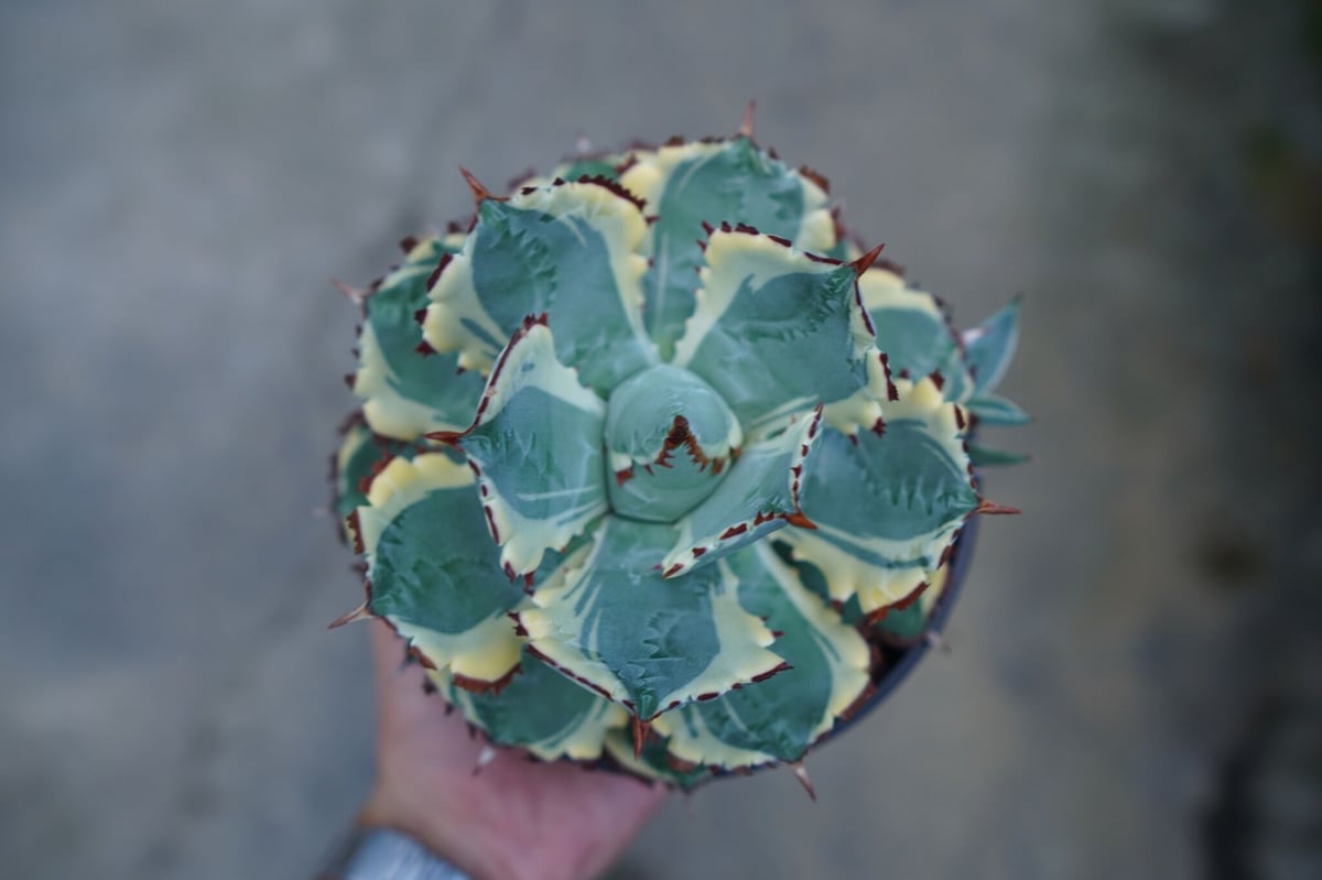 アガベ 兜蟹錦 連棘 Agave isthmensis “Kabutogani” varieg