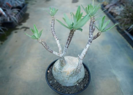パキポディウム　グラキリス　 Pachypodium Gracilius  No.10