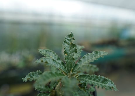 ドルステニア ラブラニー Dorstenia lavrani