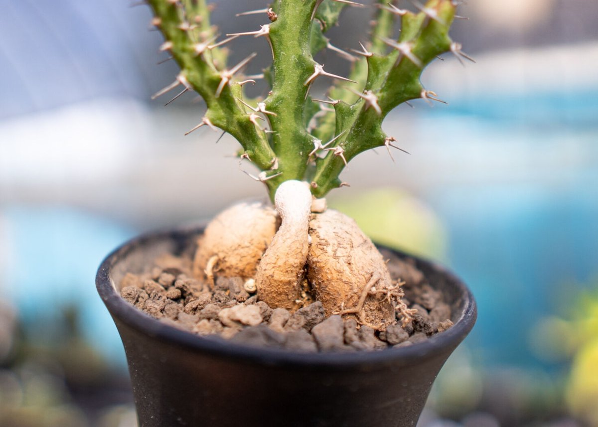 ユーフォルビア クンチー | mana's farm:塊根植物・アガベ・ドライ