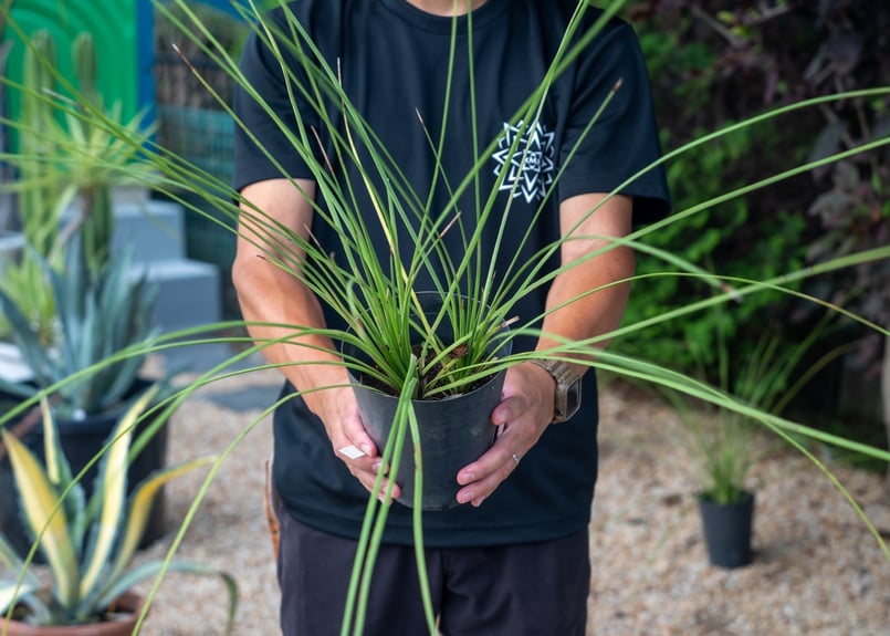 幹20センチオーバーダシリリオンロンギシマム