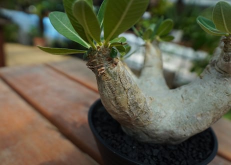 パキポディウム　エブレネウム　Pachypodium eburneum  No.2
