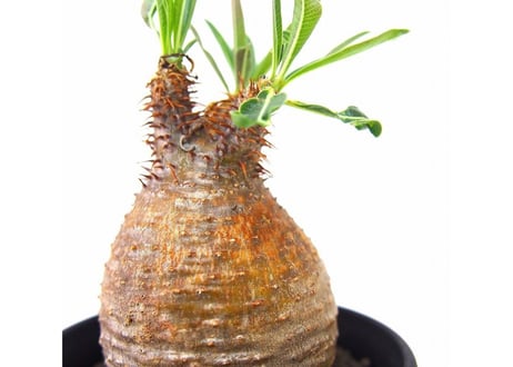 Pachypodium Gracilius パキポディウム  グラキリス  №9  little