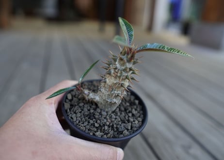 パキポディウム　バロニー　Pachypodium baronii