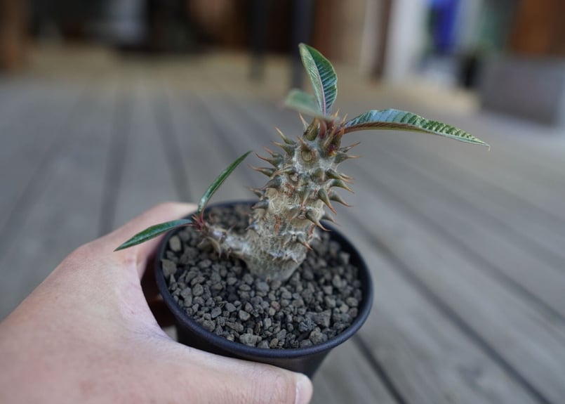 パキポディウム バロニー Pachypodium baronii | mana's farm: