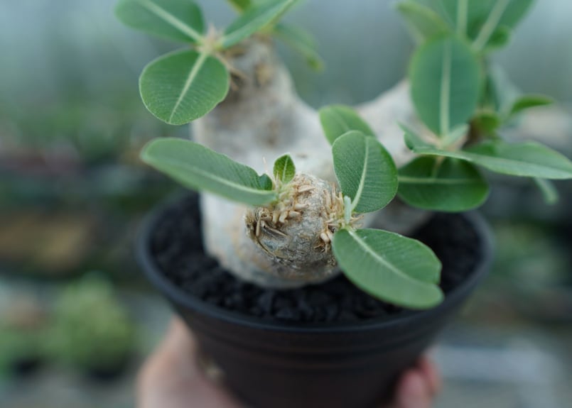 パキポディウム エブレネウム Pachypodium eburneum | mana's fa