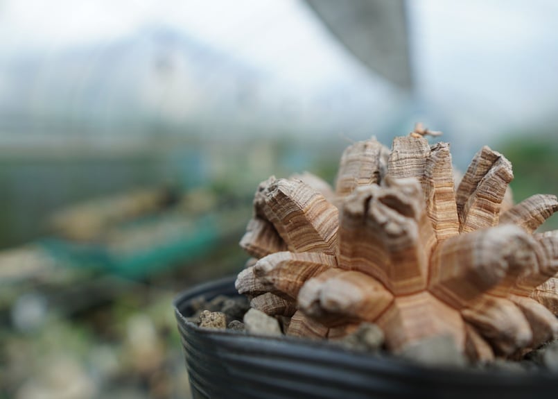 長谷川園芸産】亀甲竜 Dioscorea elephantipes No.2 | mana'