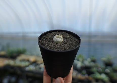 パキポディウム　恵比寿笑い　Pachypodium brevicaule　No.5