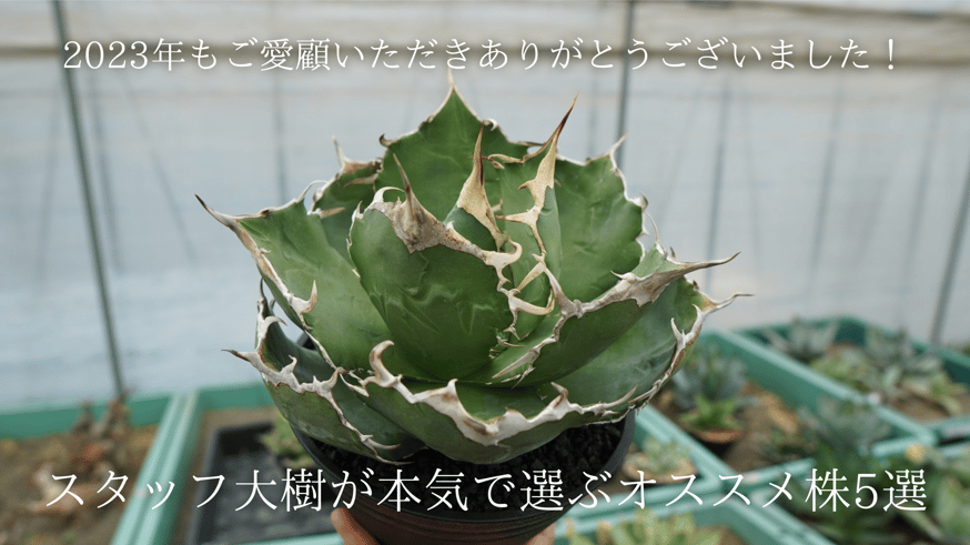 スタッフ大樹が本気で選ぶオススメ株5選！ | mana's farm:塊根植物