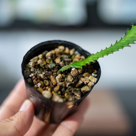 ユーフォルビアステラータ | STORES