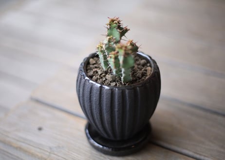 ユーフォルビア　SP　Euphorbia sp