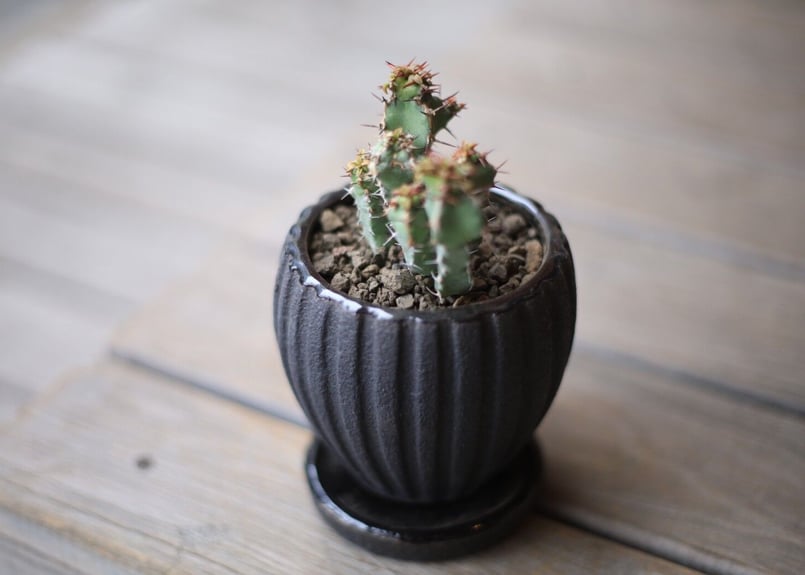 【珍品】ユーフォルビア チャールズウィルソニアナ 多肉植物 サボテン 塊根 希少 楽天市場】珍しい 観葉植物 塊根植物 現品 選べる ユーフォルビア
