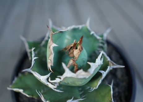 アガベ　チタノタ　FO76　agave titanota FO76