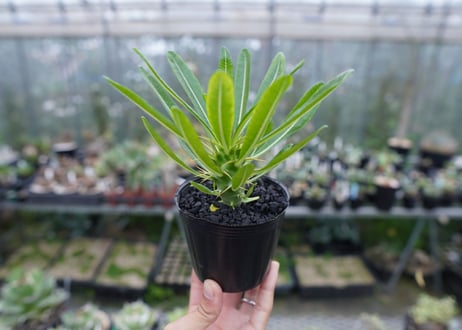 パキポディウム　アンボンゲンセ　Pachypodium ambongense　No.1