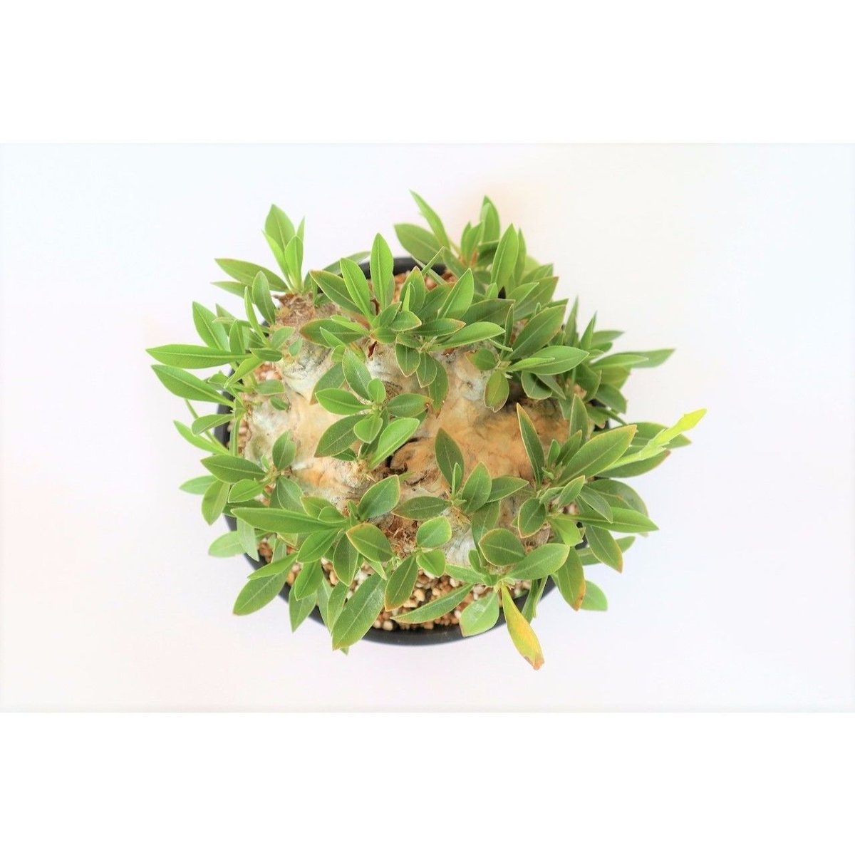 パキポディウム 恵比寿笑い | mana's green:塊根植物販売|マナズ パキポディウム 恵比寿笑い | mana's green:塊根植物販売|マナズ
