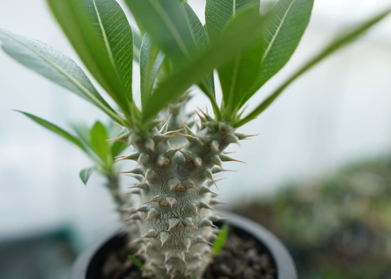 パキポディウム ホロンベンセ Pachypodium horombense No.11 |