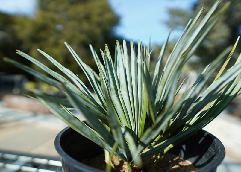 チャメロプス セリフェラ Chamaerops humilis var. Cerifera チャメロプス セリフェラ Chamaerops humilis var. Cerifera