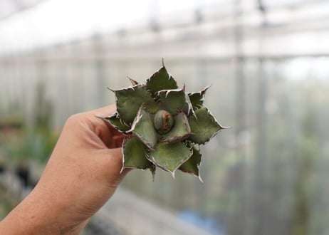 Agave titanota FO-76 C NO.5