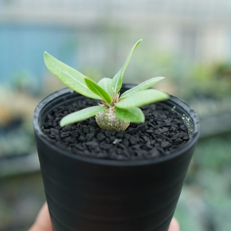 パキポディウム 恵比寿笑い Pachypodium brevicaule ③ パキポディウム 恵比寿笑い Pachypodium brevicaule | mana's